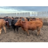 Image 10 : Chipping Hill Cattle Co. - 1000# September Delivery Heifers - 244 Head (MacGregor, MB)
