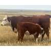 Image 18 : Blaine & Sue Hudec - 615# November Delivery Steer Calves - 80 Head (Jenner, AB)