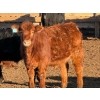 Image 8 : Justin Tateson - 950# February Delivery Steers - 65 Head (Scandia, AB)