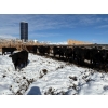 Image 9 : Antelope Butte Ranch - 744# March Delivery Steers - 82 Head (Lundbreck, AB) VBP+