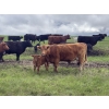 Image 4 : Hanging H Ranch Ltd. - 525# November Delivery Steer Calves - 110 Head (Marwayne, AB)