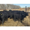 Image 5 : Midpoint Farms - 23 Black Angus X February/March Calving Bred Heifers (Drayton Valley, AB)