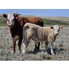 Image 12 : Johnston Ranches - 675# October Delivery Steer Calves - 90 Head (Cereal, AB)