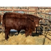 Image 2 : Duane & Austin Ashbacher - 3 Bred Heifers (Pen 150)