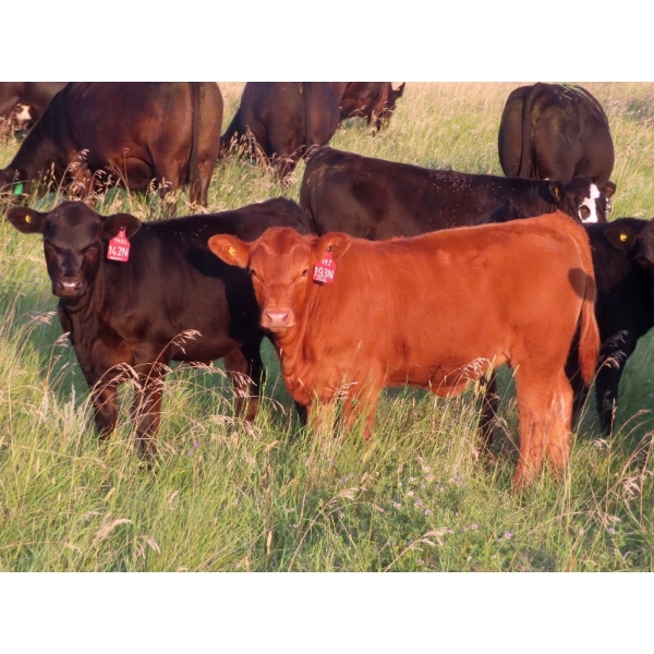 Storle Farms Ltd. - 525# October Delivery Heifer Calves - 40 Head (Lake Alma, SK)