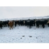 Image 7 : Larry Jones - 625# December Weaned Steers - 160 Head (Balzac, AB)