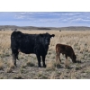 Image 10 : Rolling N Ranches (Nolan & Amanda Osadczuk) - 80 Heifer Pairs
