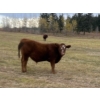 Image 12 : 130 Mile Ranch - 600# October Delivery Steer Calves - 90 Head (Lac La Hache, BC)