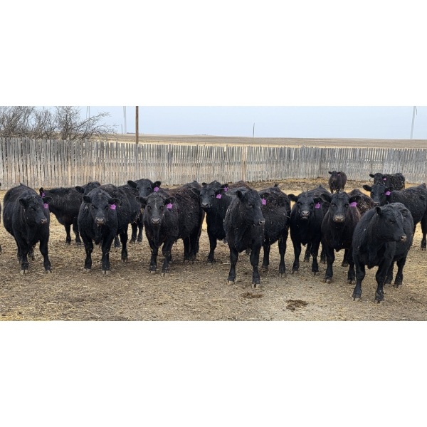 Jim & Ryan Geldreich - 900# March/April Delivery Steers - 68 Head (Bow Island, AB)
