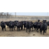 Image 1 : Jim & Ryan Geldreich - 900# March/April Delivery Steers - 68 Head (Bow Island, AB)