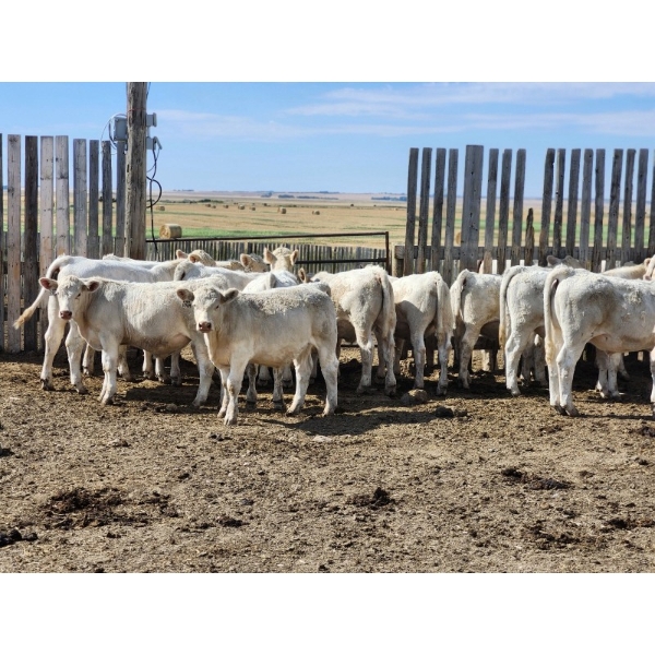 Cederlea Farms - 725# October Delivery Weaned Steers - 70 Head (Hodgeville, SK) VBP+