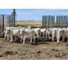 Image 1 : Cederlea Farms - 725# October Delivery Weaned Steers - 70 Head (Hodgeville, SK) VBP+