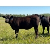 Image 3 : Bar 27 Stock Farm - 625# October Delivery Heifer Calves - 65 Head (Spruce View, AB) VBP+