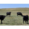 Image 10 : Black Ranch Ltd. - 530# Oct/Nov Delivery Steer Calves - 118 Head (Consul, SK)