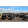 Image 8 : Cattlewood Farms Ltd. - 670# July Delivery Heifers - 90 Head (Fincastle, AB)