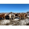 Image 2 : Lee Johnston - 1000# September Delivery Grass Heifers - 240 Head (Welwyn, SK)