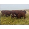 Image 10 : Blaine & Sue Hudec - 615# November Delivery Steer Calves - 80 Head (Jenner, AB)