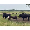 Image 8 : Franklin Cattle Co. - 600# December Delivery Heifer Calves - 200 Head (Marwayne, AB)