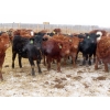 Image 3 : Hebert Livestock Ventures - 32 Black/BBF Simm/Angus X Replacement Heifers (Wawota, SK) VBP+