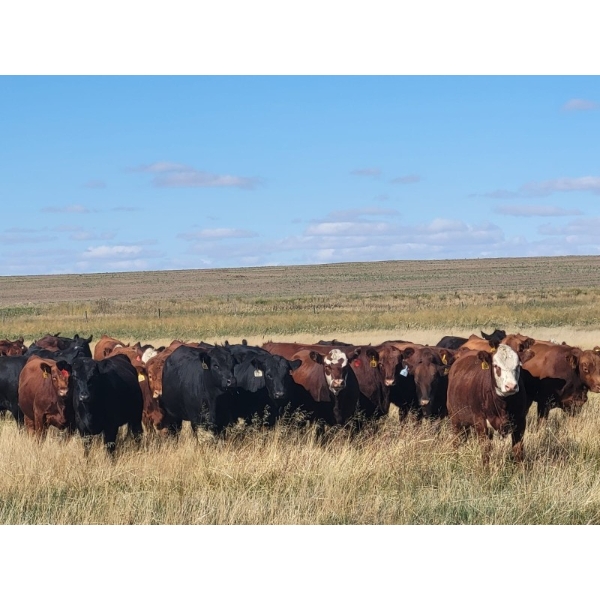 Spring Creek Colony - 890# September Delivery Grass Heifers - 120 Head (Central Butte, SK)