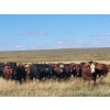 Image 1 : Spring Creek Colony - 890# September Delivery Grass Heifers - 120 Head (Central Butte, SK)