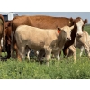 Image 6 : Dick Lawrence  - 680# October Delivery Steer Calves - 90 Head (Pine Lake, AB)