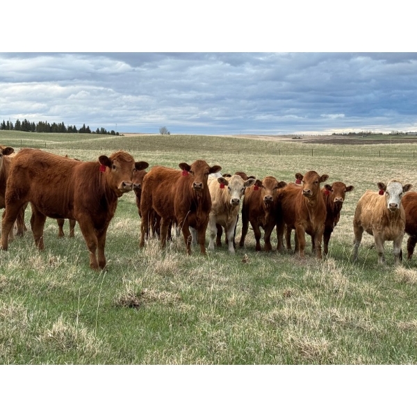 Carter Morison - 1000# August Delivery Grass Heifers - 62 Head (Airdrie, AB)