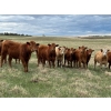Image 1 : Carter Morison - 1000# August Delivery Grass Heifers - 62 Head (Airdrie, AB)