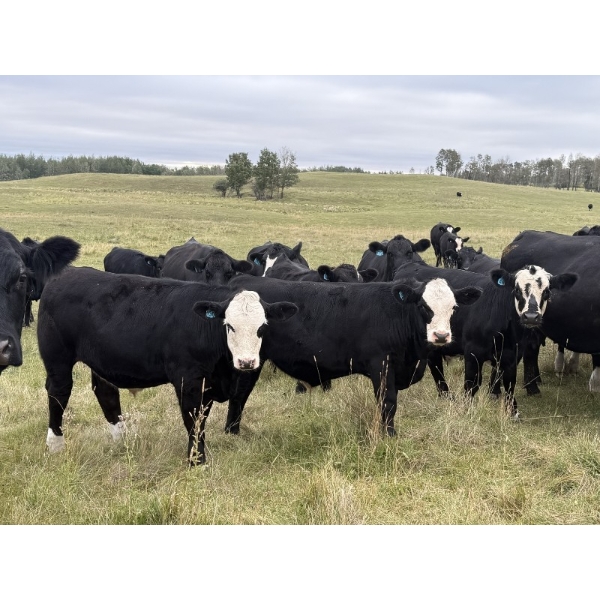 Taylor Family Farms - 740# October Delivery Steer Calves - 80 Head (Leslieville, AB)