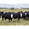 Image 1 : Taylor Family Farms - 740# October Delivery Steer Calves - 80 Head (Leslieville, AB)