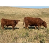 Image 2 : Cockburn Ranch - 700# October Delivery Steer Calves - 85 Head (Old Wives, SK) VBP+