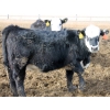 Image 11 : A&A Farms - 32 Black Blaze/Brockle Replacement Heifers (Coaldale, AB)