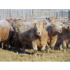 Image 4 : Williamson Farms - 879# February Delivery Heifers - 286 Head (Lomond, AB)