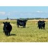 Image 2 : Graydon Garner - 950# September Delivery Grass Heifers - 35 Head (Strathmore, AB)