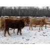 Image 6 : Terry Sliworsky - 800# February Delivery Heifers - 80 Head (Meadow Portage, MB)