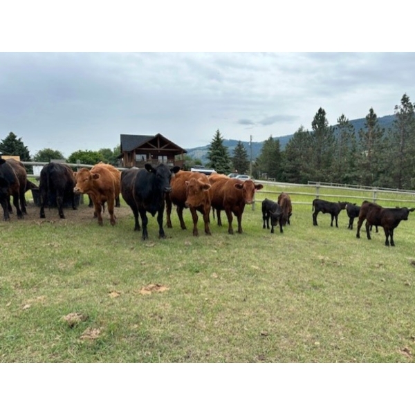 Debbie Born - 20 1st Calf Angus Pairs (Coldstream, BC)