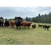 Image 1 : Debbie Born - 20 1st Calf Angus Pairs (Coldstream, BC)