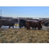 Image 2 : Prairie Haze Farms (Jake & Henriet Rozendaal) - 2 Red Cows (Pen 439)