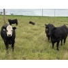 Image 4 : DK Livestock - 985# September Delivery Grass Heifers - 65 Head (Longview, AB)