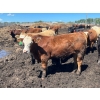 Image 16 : Lenny Brubacher - 1165# July Delivery Steers - 104 Head (Winnipegosis, MB)