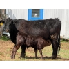Image 3 : Kyle Torkelson - 10 Black 1st Calf Pairs (Millicent, AB)