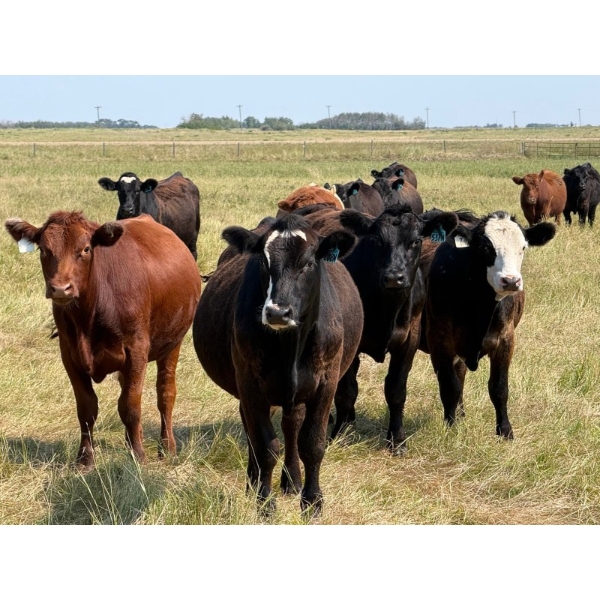 Riverbend Ranch - 1000# October Delivery Grass Steers - 250 Head (Coronation, AB)