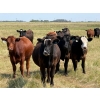 Image 1 : Riverbend Ranch - 1000# October Delivery Grass Steers - 250 Head (Coronation, AB)