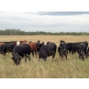 Image 4 : Jim Glanville - 975# Sept/Oct Grass Steers - 64 Head (North Battleford, SK)