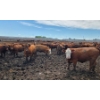 Image 6 : Ripple Rock Ranch - 875# July Delivery Heifers - 170 Head (Fincastle, AB)