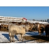 Image 3 : Pleasant View Farms - 860# February Weaned Steers - 125 Head (Irma, AB)