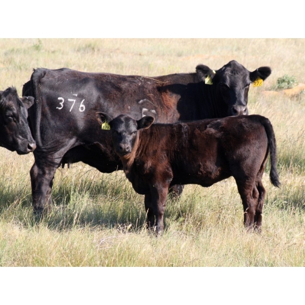 Goldridge Farming Co. - 510# October Delivery Heifer Calves - 100 Head (Turin, AB)
