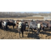 Image 2 : Bircham Ranch - 930# May Delivery Steers - 90 Head (Piapot, SK)