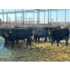 Image 2 : Calberta Farms - 13 Heifers (Pen 402)