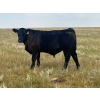 Image 2 : Darrell Goldsmith - 550# October Delivery Steer Calves - 75 Head (Hoosier, SK)